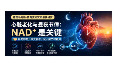 Nature子刊：老化让心脏节律失调，这种代谢物能帮忙“稳住节奏”？