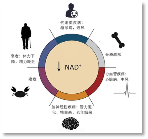 1752629147402832.png NAD的今生10.png