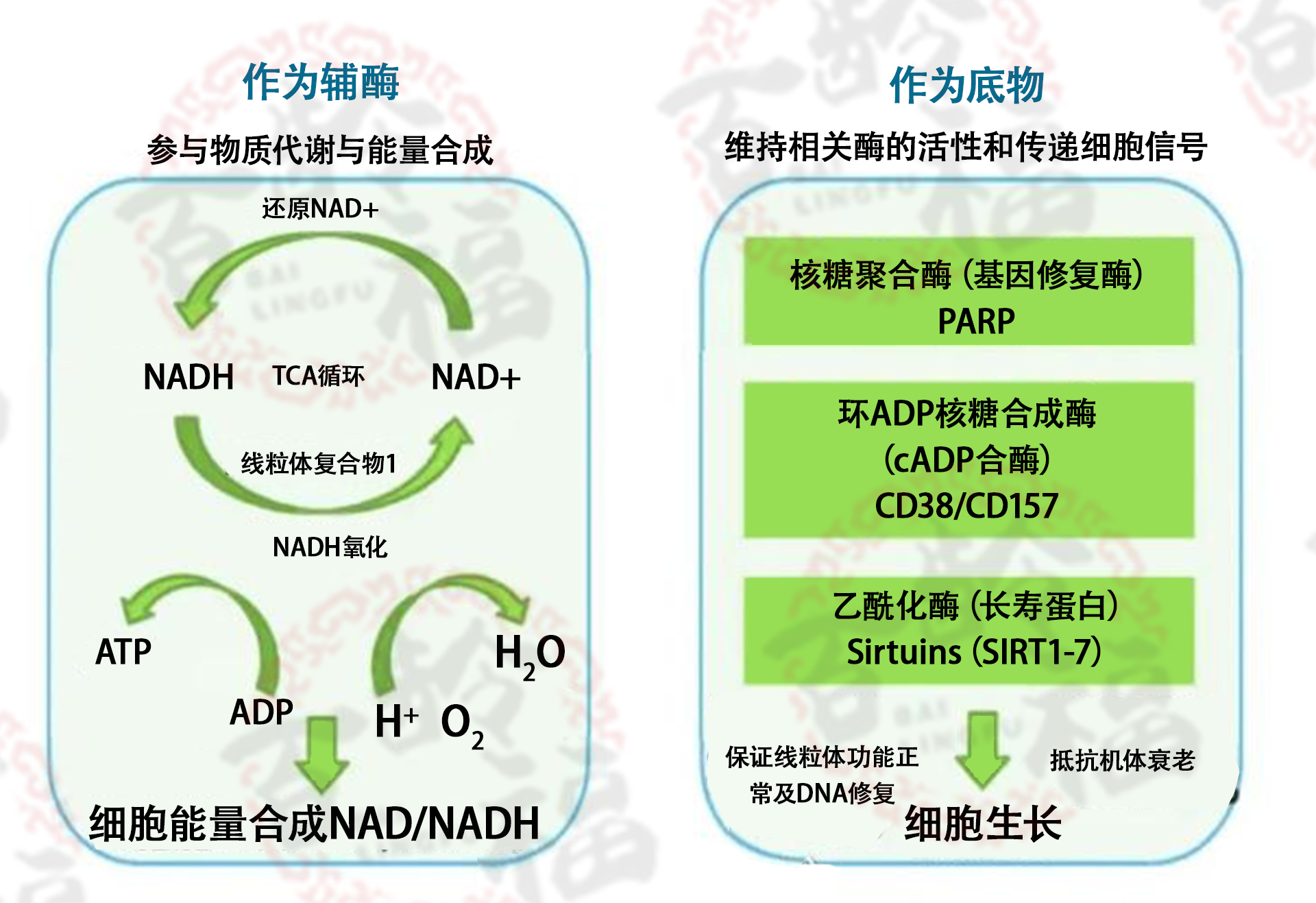 1752825488422955.png NAD的今生9.png