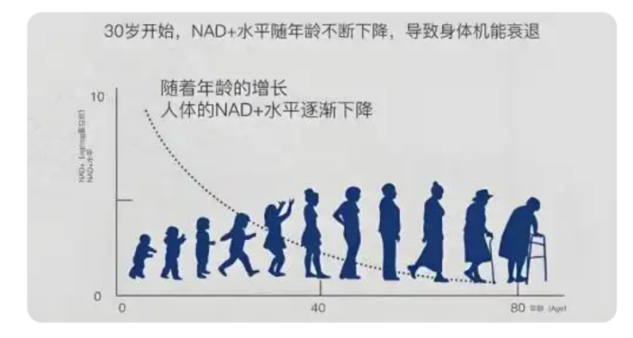 衰老机制的探究2.png