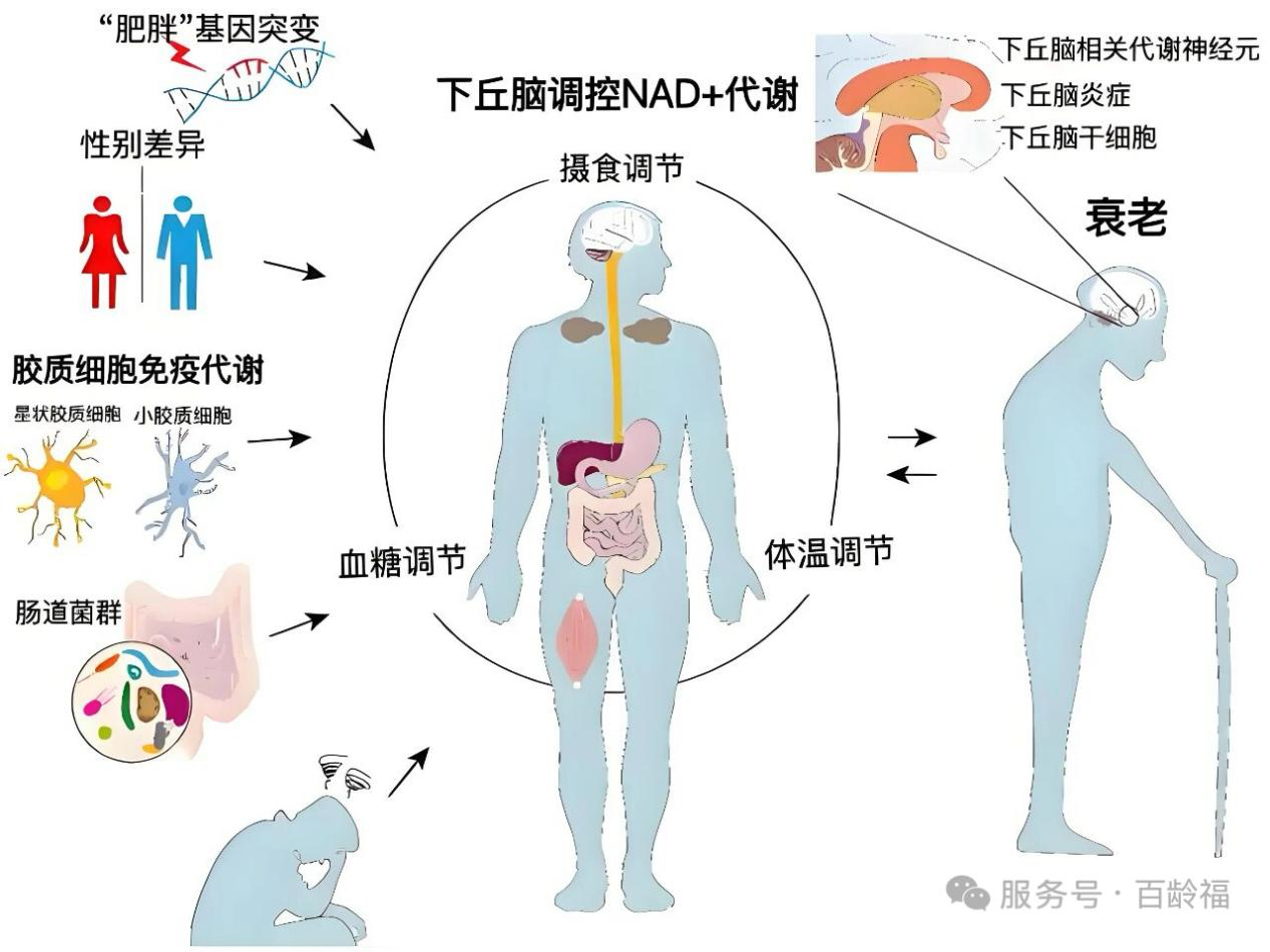 衰老机制的探究5.png
