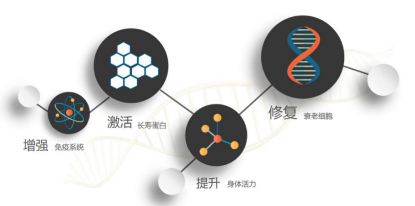 衰老机制的探究6.png